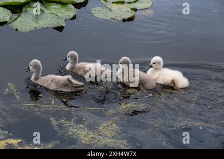 Vier süße, flauschige Schwanenküken schwimmen in einem Teich mit Lilienblättern und Entengras Stockfoto