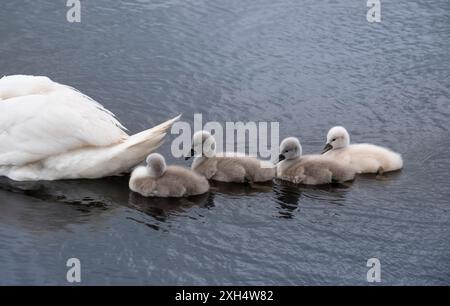 Stumme Schwäne (Cygnus olor) jung folgen ihrer Mutter in einem Teich. Sechs kleine süße, flauschige Zygnets Stockfoto