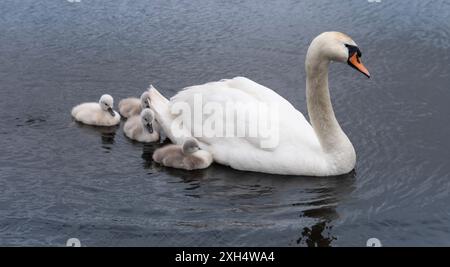 Stumme Schwäne (Cygnus olor) jung folgen ihrer Mutter in einem Teich. Sie hat ein genaues Auge auf ihre Nachkommen und die Umgebung. Sechs kleine süße Zygneten Stockfoto