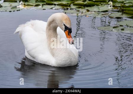 Mute Swan (Cygnus olor) schwimmt anmutig in einem Teich umgeben von grünen Lilienblättern. Reflexion und Kreise im Wasser Stockfoto