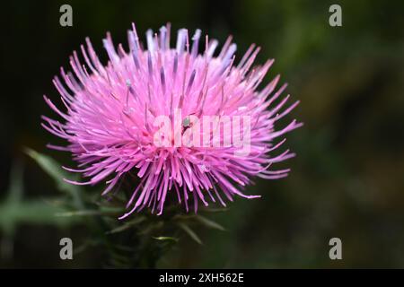 Rosafarbene distelförmige Blume auf dunklem Hintergrund, Nahaufnahme. Stockfoto