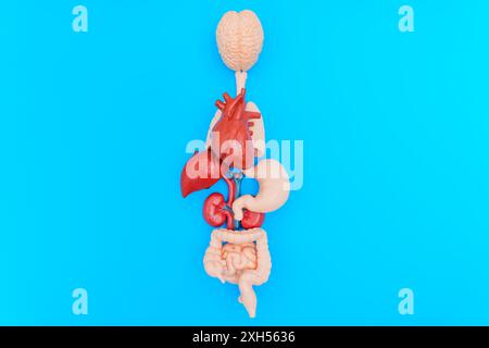 Anatomische Modelle menschlicher innerer Organe, die präzise und anatomisch korrekt auf einem durchgehend blauen Hintergrund mit Kopierraum angeordnet sind. Stockfoto