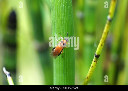 Rüben-Sägefliege (Athalia rosae), Familie gemeine Sägefliege (Tenthredinidae). Equisetum Hyemale, Equisetum japonica, Dutch Rush. Sommer, Juli Niederlande Stockfoto