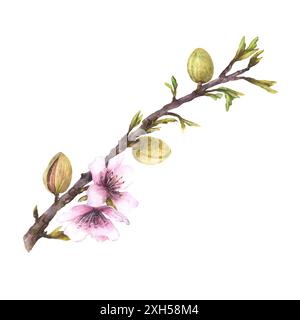 Mandelbaumzweig mit grünen Nüssen, Blättern und Blüten. Botanische Aquarellillustration handgemalt. Blumenclip für Begrüßung, Hochzeitskarte Stockfoto