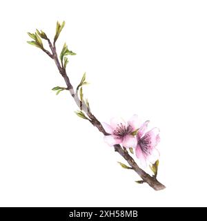 Mandelblütenzweig mit Blättern und Blüten. Aquarellillustration im Frühling handgemalt. Blütenapfel- oder Sakura-Knospen. Clipart zum Gruß, Hochzeit Stockfoto