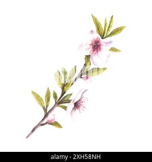 Mandelblütenzweig mit Blättern und Blüten. Aquarellillustration im Frühling handgemalt. Blühender Apfelzweig oder Kirschblüte. Clipart zur Begrüßung Stockfoto