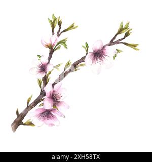 Aquarell Mandelblüten-Baumzweig mit Blättern und Blumen. Feder Illustration handgezeichnet. Blühender Apfel oder Sakura. Clipart zum Gruß, Hochzeit Stockfoto