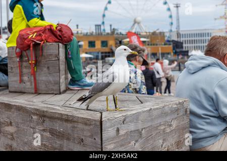 Finnland, Helsinki, 5. Juli 2024 - Möwen aus nächster Nähe auf einem Altstadtmarkt von Helsinki während des Tall Ships Race 2024 waren viele Besucher und Touristen dabei Stockfoto