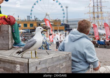 Finnland, Helsinki, 5. Juli 2024 - Möwen aus nächster Nähe auf einem Altstadtmarkt von Helsinki während des Tall Ships Race 2024 waren viele Besucher und Touristen dabei Stockfoto