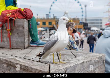 Finnland, Helsinki, 5. Juli 2024 - Möwen aus nächster Nähe auf einem Altstadtmarkt von Helsinki während des Tall Ships Race 2024 waren viele Besucher und Touristen dabei Stockfoto