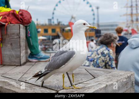 Finnland, Helsinki, 5. Juli 2024 - Möwen aus nächster Nähe auf einem Altstadtmarkt von Helsinki während des Tall Ships Race 2024 waren viele Besucher und Touristen dabei Stockfoto