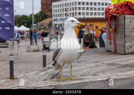 Finnland, Helsinki, 5. Juli 2024 - Möwen aus nächster Nähe auf einem Altstadtmarkt von Helsinki während des Tall Ships Race 2024 waren viele Besucher und Touristen dabei Stockfoto