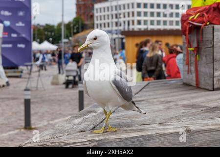 Finnland, Helsinki, 5. Juli 2024 - Möwen aus nächster Nähe auf einem Altstadtmarkt von Helsinki während des Tall Ships Race 2024 waren viele Besucher und Touristen dabei Stockfoto