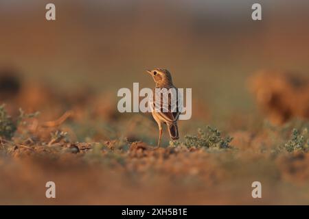 Paddyfield Pipitvogel steht auf dem Boden, natürlicher Hintergrund. Stockfoto