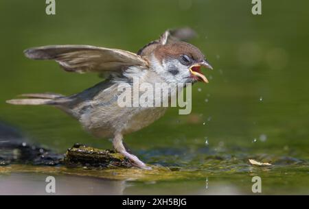 Verrückter junger eurasischer Baumsperling (Passer montanus), der mit offenen Flügeln und Schnabel ins Wasser springt Stockfoto