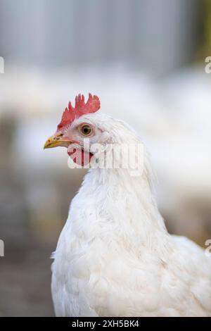 Weiße Hühner in einem Zaun verschwommener Hintergrund. Stockfoto