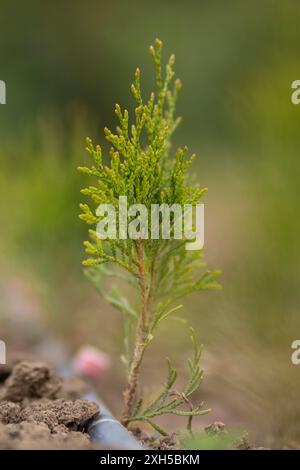 apfelbaum zimmerpflanze Essbares Sonnen-Set