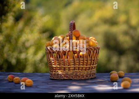 Große Aprikosen in einem Korb. Stockfoto