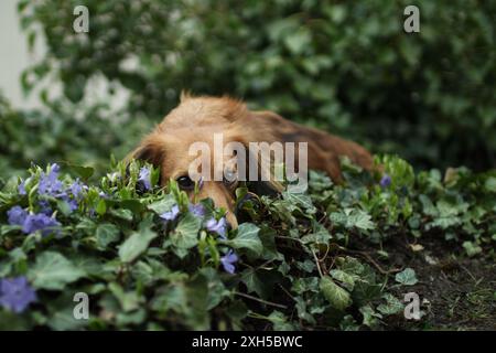 Der süße Hund hat den Kopf nach unten. Er schaut in die Kamera und wartet auf den Befehl. Sie liegt im Efeu. Stockfoto
