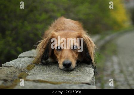 Der süße Hund hat den Kopf nach unten. Er schaut in die Kamera und wartet auf den Befehl. Stockfoto