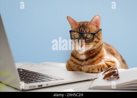 Eine Geschäftskatze mit Brille arbeitet am Computer. Die Katze ist Büroangestellte. Kopierbereich. Stockfoto