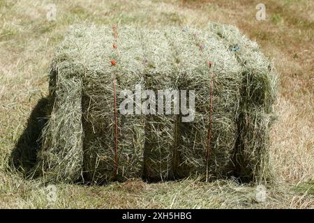 Strohballen in einem Maisfeld, Niedersachsen, Deutschland Stockfoto