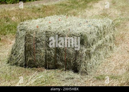 Strohballen in einem Maisfeld, Niedersachsen, Deutschland Stockfoto