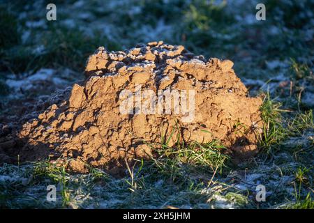 Maulwurzeln mit Raureif und Schnee auf einer Wiese im Winter, Deutschland Stockfoto