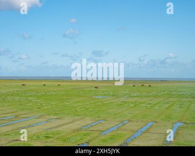 Groningen, Niederlande - 9. August 2023: Pferde weiden im Sumpfgebiet der Nordseeküste Stockfoto