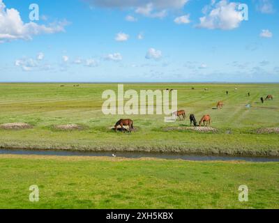 Groningen, Niederlande - 9. August 2023: Pferde weiden im Sumpfgebiet der Nordseeküste Stockfoto