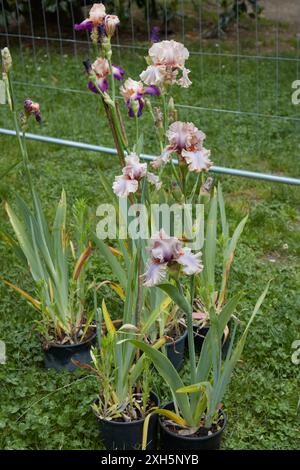 Iris-Germanica-Pflanze mit beigen und violetten Blüten in Vasen Stockfoto