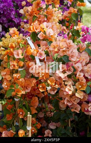 Bougainvillea, Zierreben mit gelben Blüten Stockfoto