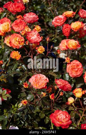 Rosen mit orangen und gelben Blüten und dunkelroten Blättern im Sonnenlicht Stockfoto