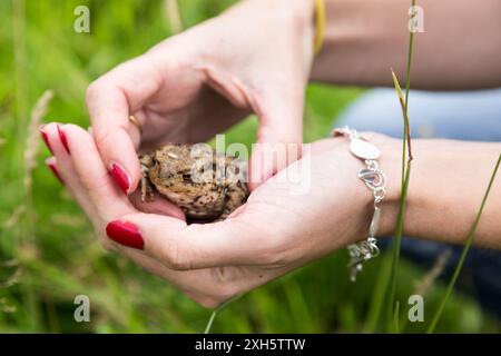 Eine Frau, die eine Kröte in der Hand hält Stockfoto
