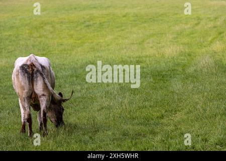 Eine weidende Kuh in den South Downs, von hinten gesehen Stockfoto