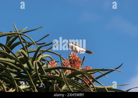 Australian Blue Faced Honeyeater, Entomyzon cyanotis, ernährt sich von Blumen von Aloe barberae, Baum Aloe, riesigen Aloe Baum im Queensland Garten. Kopierbereich Stockfoto