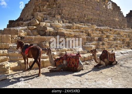 a horse and two camels in front of the Pyramids of Giza, Egypt Stock Photo