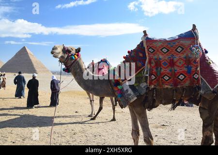 Guardians of the Pyramids: Camel Riders at Giza Stock Photo