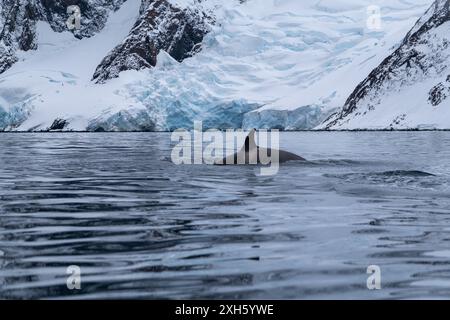 Blick auf den Rücken des Killerwals im südlichen Ozean, Antarktis Stockfoto