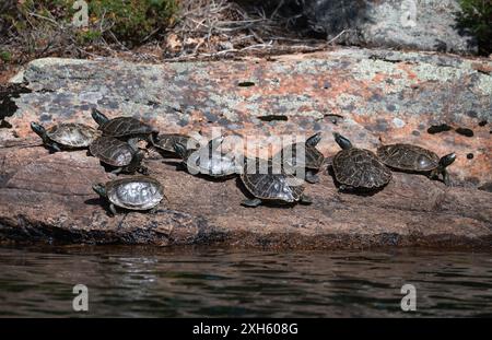 Group of turtles sunning themelves on rocks at egde of lake. Stock Photo