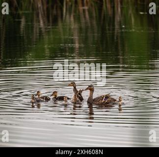 Mother duck with many baby ducklings swimming in a pond. Stock Photo