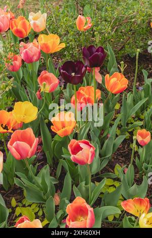 Group of Colorful Tulips in Spring Garden Stockfoto