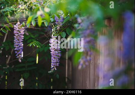 Wisteria flowers blooming on a vine along fence on a summer day. Stock Photo