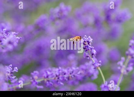 Honey bee flying towards lavender flowers in a garden in summer. Stock Photo