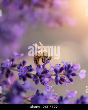 Close up macro of honey bee collecting pollen from lavender flowers. Stock Photo