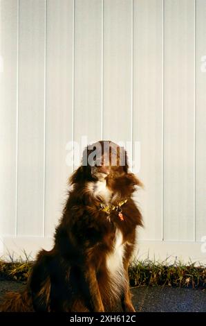 Australian Shepherd/Border Collie mix sitting against fence Stock Photo