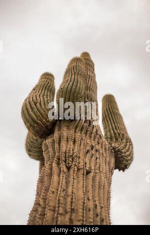 Close-up view of a towering saguaro cactus against a cloudy sky. Stock Photo