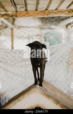 Black rescue dog standing on a doghouse in a shelter. Stock Photo