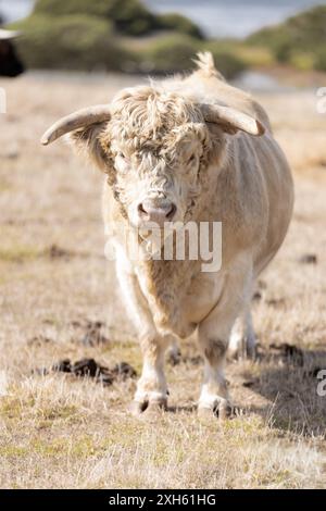 White Highland bull standing in a rural field Stockfoto