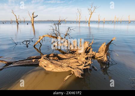 Driftwood and dead trees in calm water under daylight, serene view Stock Photo